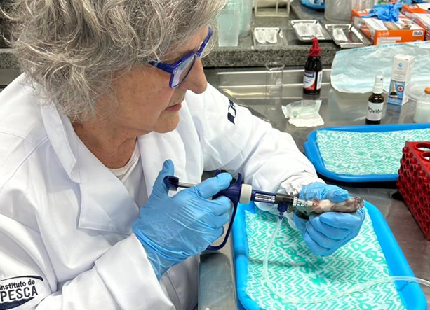 PISCICULTURA ][ Instituto de Pesca desenvolve ações para reduzir antibióticos em peixes